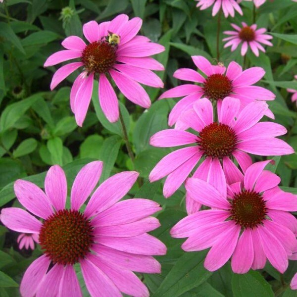 Echinacea purpurea herb seeds - 50 seeds - eastern conflower- code 262 Item image 2