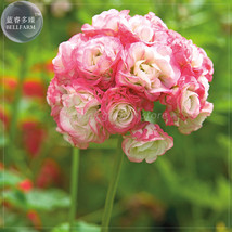 BELLFARM Geranium &#39;Apple Blossom Rosebud&#39; Seeds Professional Pack 10 Seeds peren - £4.79 GBP