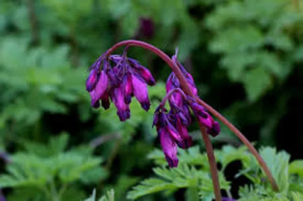 25 Dark Purple Bleeding Heart Seeds Dicentra Spectabilis Shade Flower694 Fresh - £7.84 GBP