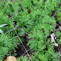 5 Fan Clubmoss Ground Cedar Lycopodium Complanatum Evergreen Ground Cove... - $19.78