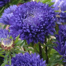 US Seller 50 Duchess Peony Dark Blue Aster Flower Seeds Fast Shipping - $12.86