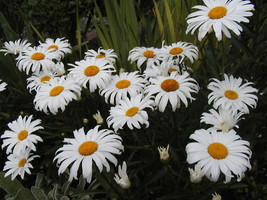 1175 SEEDS daisy, SHASTA, DWARF, perennial, white flower - £9.82 GBP
