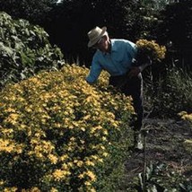 New Fresh Seeds Saint Johns Wort - £12.69 GBP