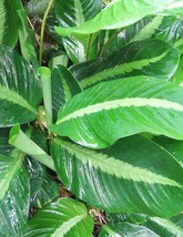 25+ Silver Stripe Calathea Seeds For Garden Planting - USA - ! - $6.30