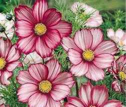 100 Seeds Cosmos Candy Striped - £7.16 GBP