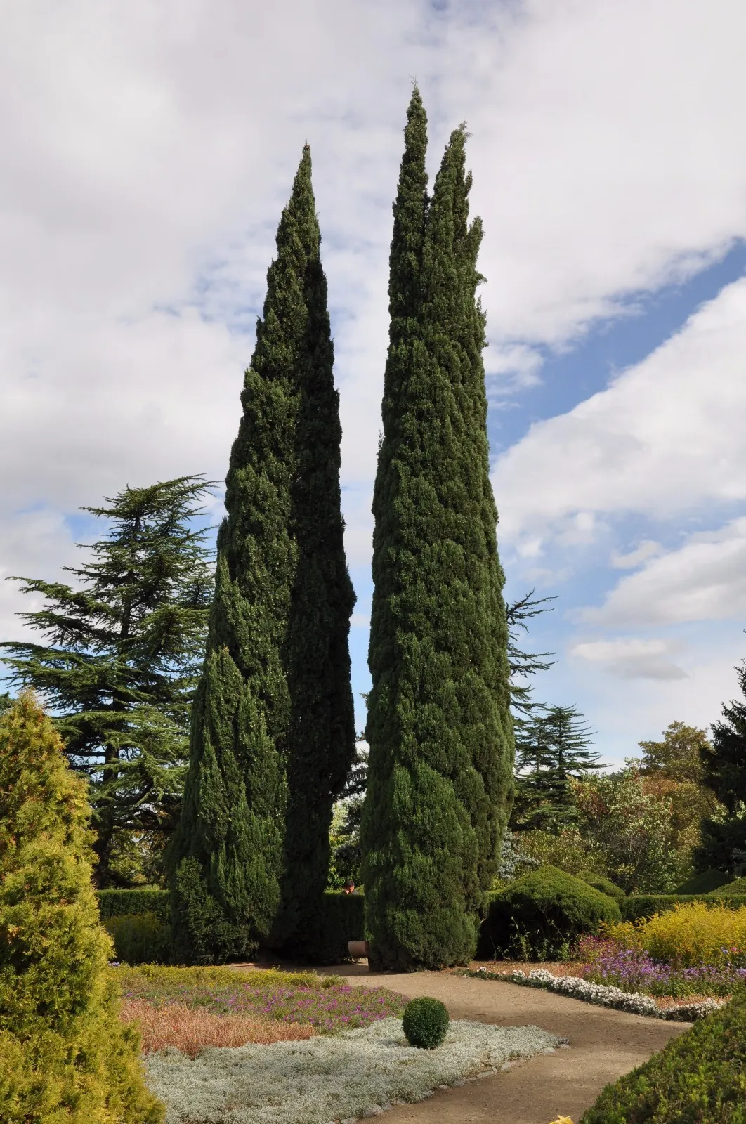 CLK 25 Italian Cypress Seeds Cupressus Sempervirens Seeds USA Seller Her... - $8.69