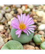 Conophytum vanzylii Livingstones - 100 Seeds - $12.53