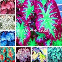 Bonsai 100  pcs Multicolor Caladium Bonsai Caladium Bicolor Bright Leaf Flower I - £6.90 GBP