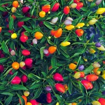 Chinese 5 Color Hot Pepper Garden Seeds Gardening Vegetable Seeds Fast Ship Fres - $14.51