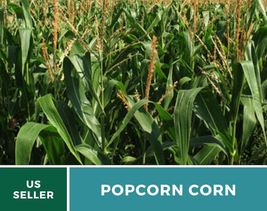 60 Seeds Corn Yellow Popcorn Vegetable Seed Open Pollinated Non-GMO Zea mays - $19.73