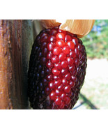MBK 35 Seeds Corn Strawberry Popcorn Groco Items Fresh Garden - $164.22 MXN