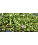  7  WATER HYACINTH POND PLANTS  100% Organic + Free Red Mangroves - $40.62 CAD