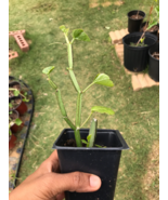 Pirandai live/Cissus Quadrangularis/Cucumber cactus/Veldt grape (Edible) 5-8 inc - $9.89