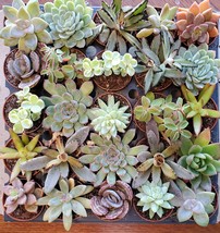 Succulent Mystery Box, set of 3 live plants, 2" Assorted Variety Valentines Gift