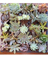 Succulent Mystery Box, set of 3 live plants, 2&quot; Assorted Variety Valenti... - £12.08 GBP