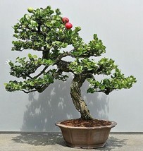 THJAR 15 Plum Fruit Bonsai Tree Seeds For Planting Prunus Americana - £15.75 GBP