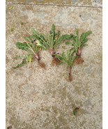 10 Fresh Wild Dandelion (Taraxacum officinale) Plant Tubers - £13.33 GBP