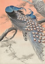 13246.Wall Decor Poster.Oriental design.Japan Ohara Koson painting.Asian Peacock - £12.91 GBP+