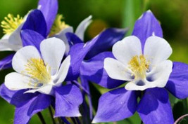 30 Columbine Aquilegia Vulgaris Seeds Bw91040 2 Fresh USA Shipping - £12.58 GBP