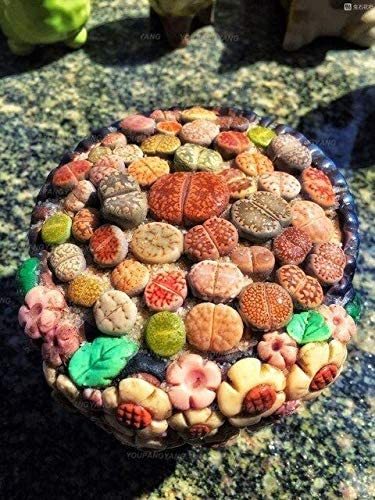 100 Seeds Beauty Mixed Mini Lithops Bonsai Plants Cactus Bonsai Plants Organic S