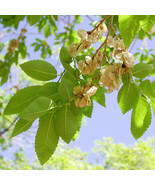 Ulmus pumila 100+ seeds Siberian elm Asiatic dwarf elm semillas graines ... - $7.22 CAD+