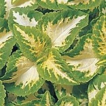 Fresh Seeds 50 Coleus Wizard Jade Flower Seeds Annual - $20.00