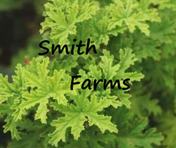 HSeeds 25+ Seeds Citronella Very Hardy Easy To Grow - £5.50 GBP