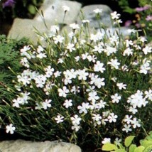 100 Seeds Dianthus Deltoides White Plant Quick Heirloom Seeds For Charm - $8.35