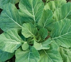 Seeds 300 CHAMPION COLLARD GREENS healthy GARDEN southern COOKING - $9.80