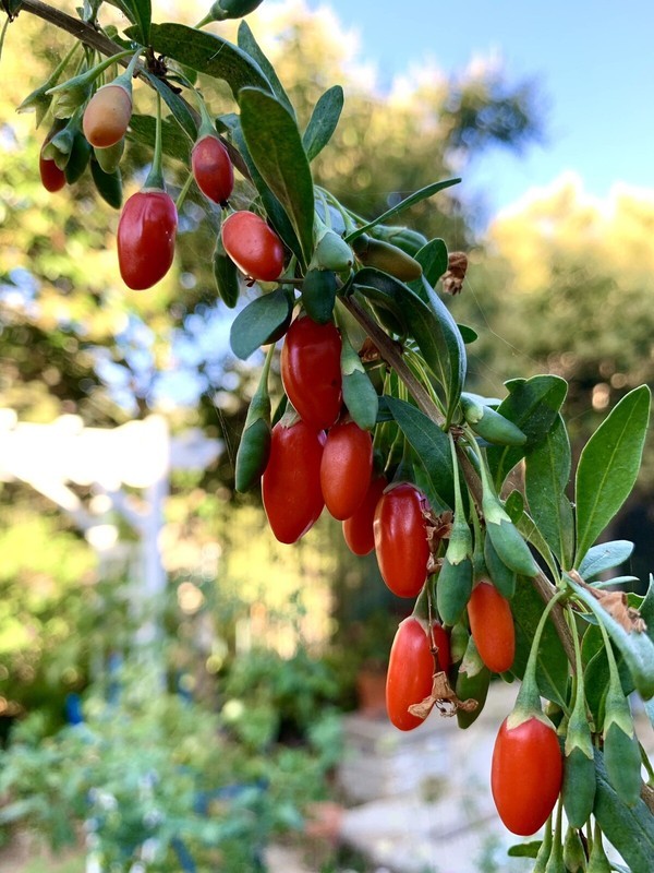 BS Goji Berry Wolfberry Lycium Barbarum 100 Seeds Fast Grow - Seeds & Bulbs
