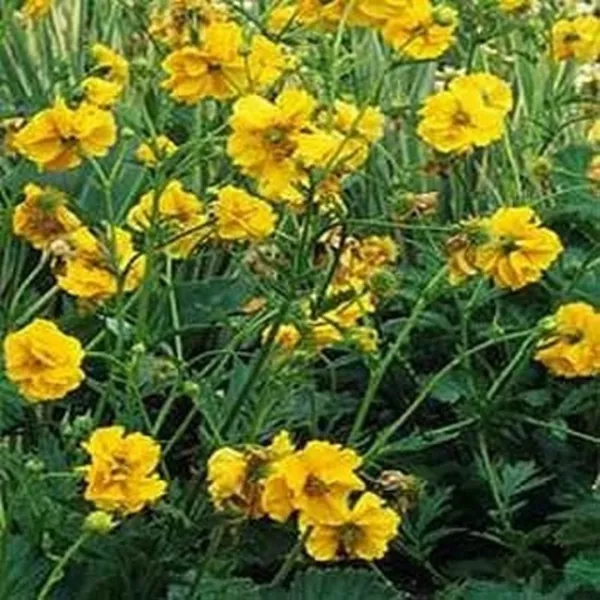 Geum Chiloense Lady Stratheden 50 Seeds Fresh Garden - £5.17 GBP