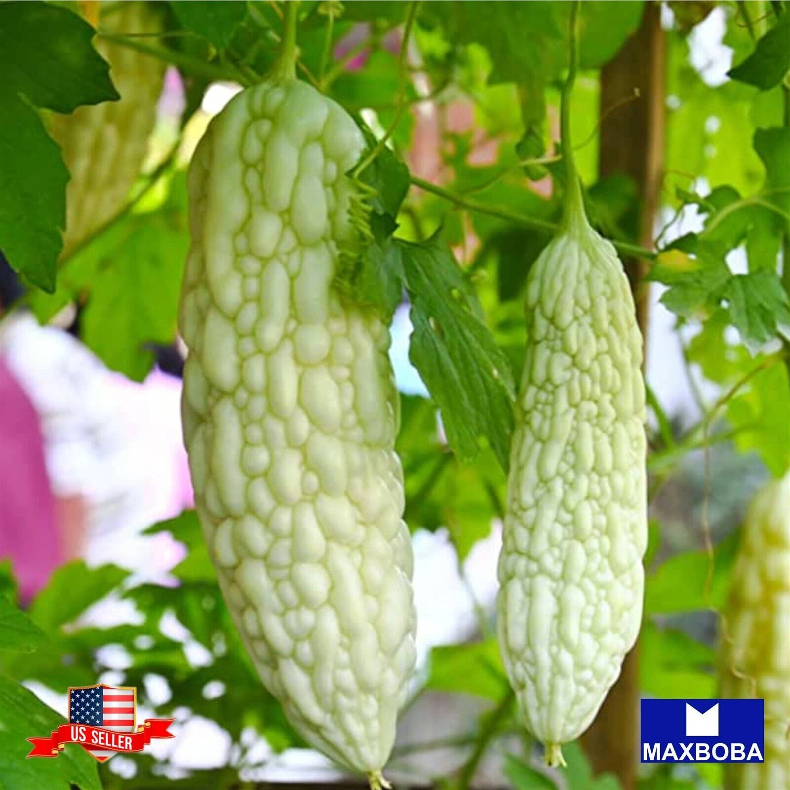 05 Bitter White Hybrid Gourd Seeds Non-GMO Vegetable  BTGO 75% OFF - $12.04