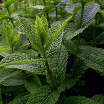 Spearmint Seeds Mentha Spicata 50 Seeds Gardening USA SELLER - £13.48 GBP