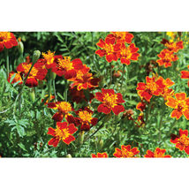 Marigold Flower 50 Seeds Red Gem - $4.33