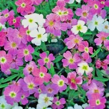 1000 Seeds VIRGINIA STOCK Flower Sun/Part Shade Lilac White Yellow Blooms Annual - £13.18 GBP