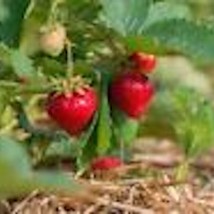 3 Ozark Beauty Everbearer Strawberry Plant Fruit Plant Bare Root Fresh G... - $15.00