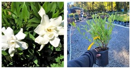NEW! Frost Proof Gardenia ( cape jasmine ) - Live Plant - ( 2.5 QT ) - £47.40 GBP