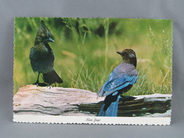 Vintage Postcard - Blue Jays Yosemite Park California - Western Publishing - £11.80 GBP