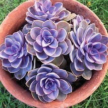 100 Seeds Fresh Succulent Plant Bonsai Radiation Succulents Sedum Bonsai Echever - $11.28