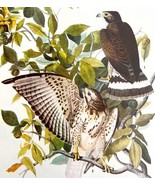 Broad Winged Hawk Bird Print 1946 Color Art John James Audubon Nature DWV2E - $55.48 CAD