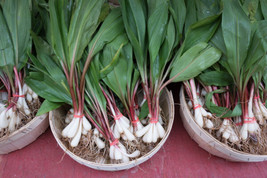 20 Ramp Wild Leek Allium Tricoccum Ramps Vegetable Herb Shade - £13.32 GBP