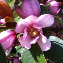 Fairy Magnolia Blush (Magnolia hybrid) 4 inch pot size - £51.83 GBP