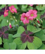 1 Oxalis Tetraphylla IRON CROSS Bulbs, Outdoor &amp; Indoor Houseplant - $29.95