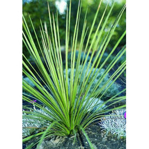 10 Seeds Yucca Campestris Quilted Yucca Plants Seeds Fresh - £14.25 GBP