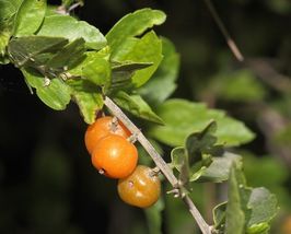 FREE SHIPPING 5 seeds Sweet Desert Hackberry {Celtis pallida}  - £10.35 GBP