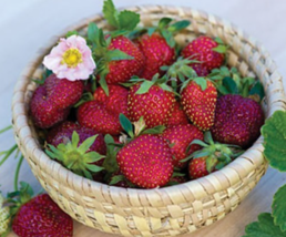“ 100 SEEDS Roman F1 Strawberry Seeds, Deep Red Medium-sized Strawberry GIM “ - £7.86 GBP