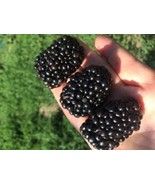 HeirloomSupplySuccess 25 Heirloom Giant Blackberry Seeds (Thornless Blac... - £12.34 GBP