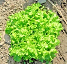 500 Seeds Green Ice Lettuce Heirloom Seeds Swift Growth Garden Delight - £6.84 GBP