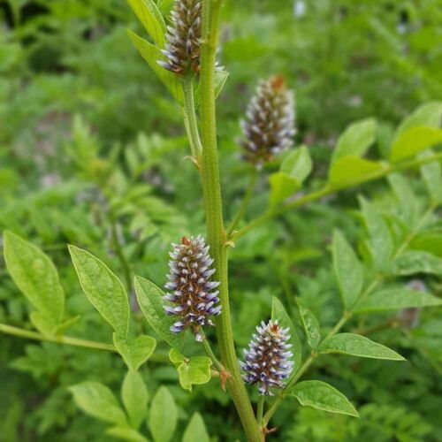 10 Seeds Licorice Seeds & Bulbs