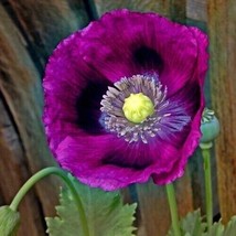 500 Seeds Poppy Lauren&#39;s Grape Heirloom Seeds Ensure R API D Gorgeous Gardens - $8.35